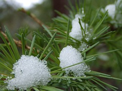 Lärche im Schnee