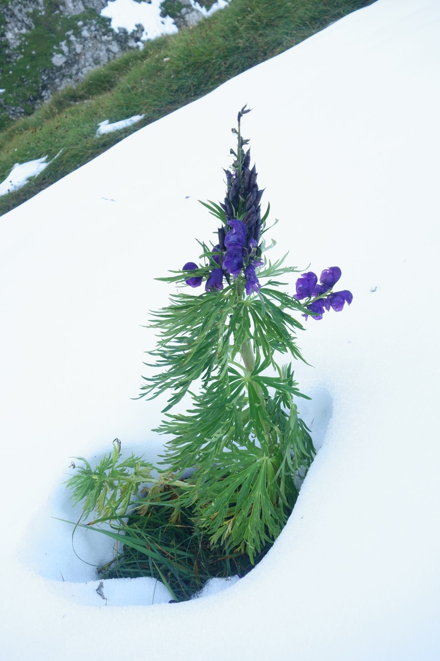 Aconitum