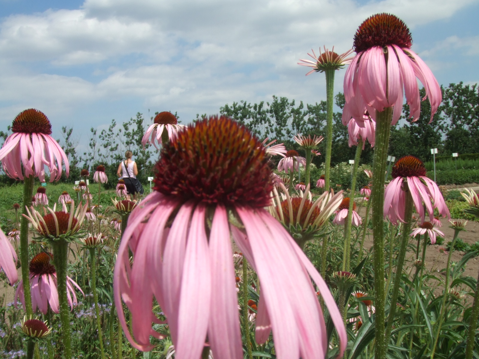 Echinacea