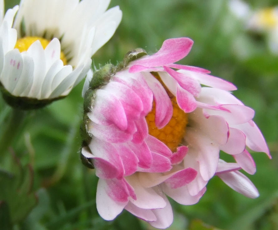 Bellis perennis