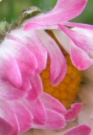 Bellis perennis