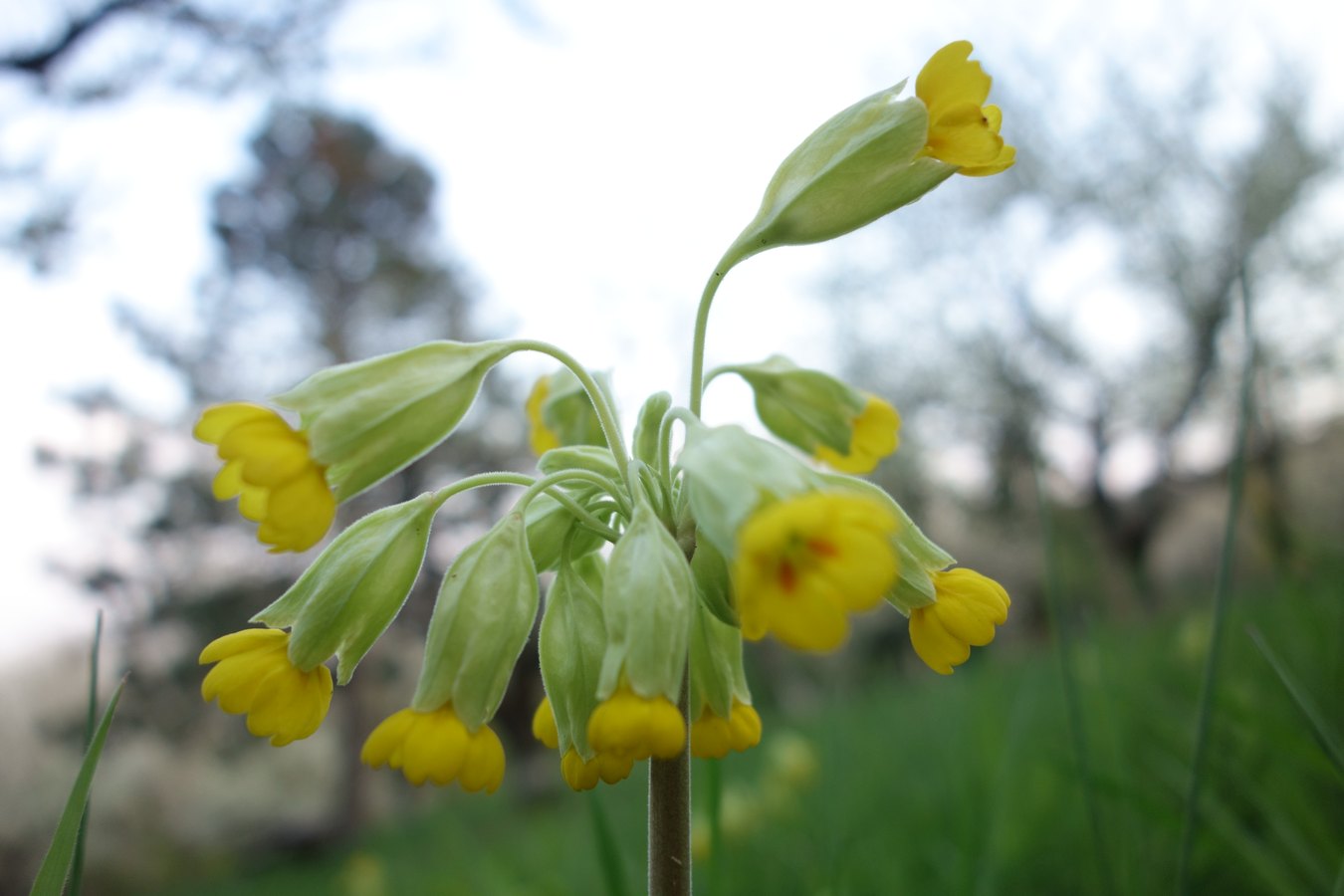 Schlüsselblumen