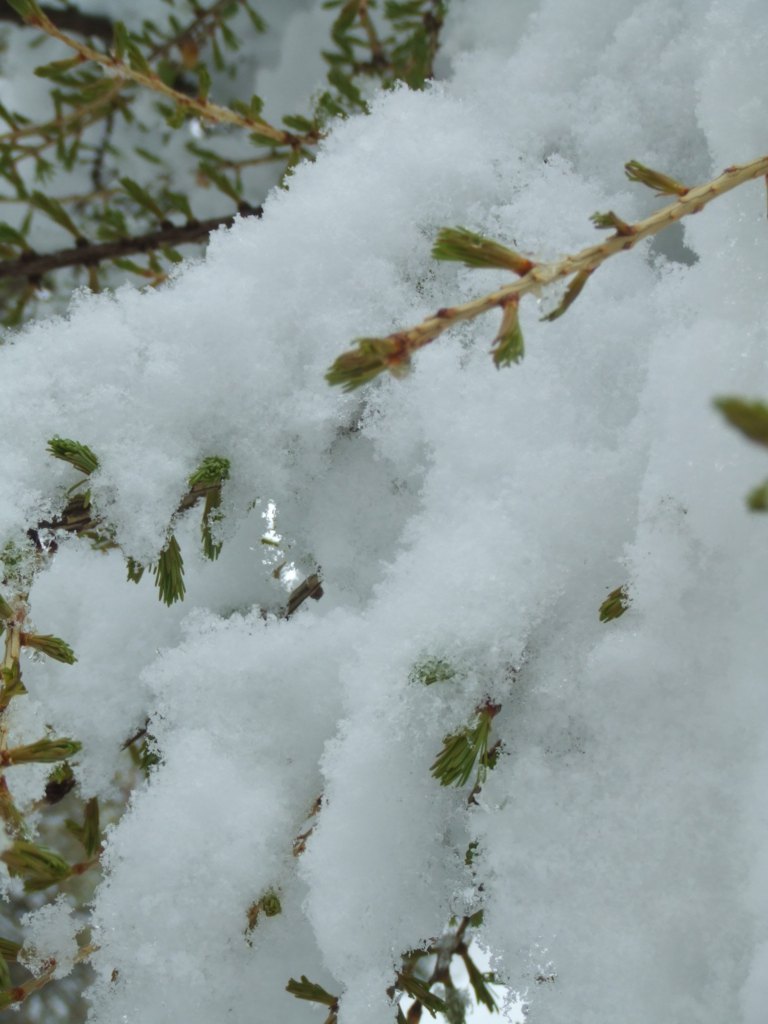 Lärchen Schnee