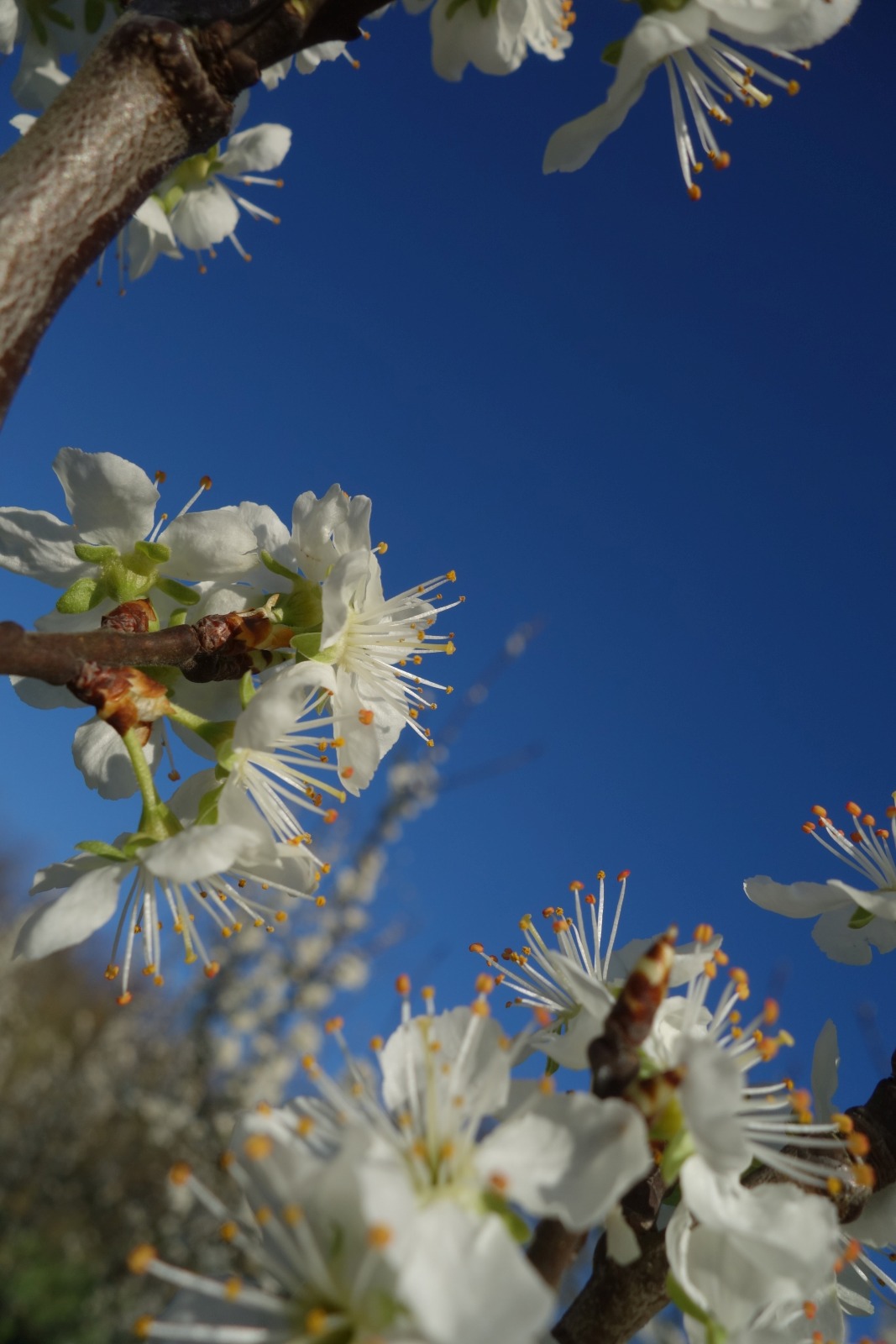 Kirschenblüte