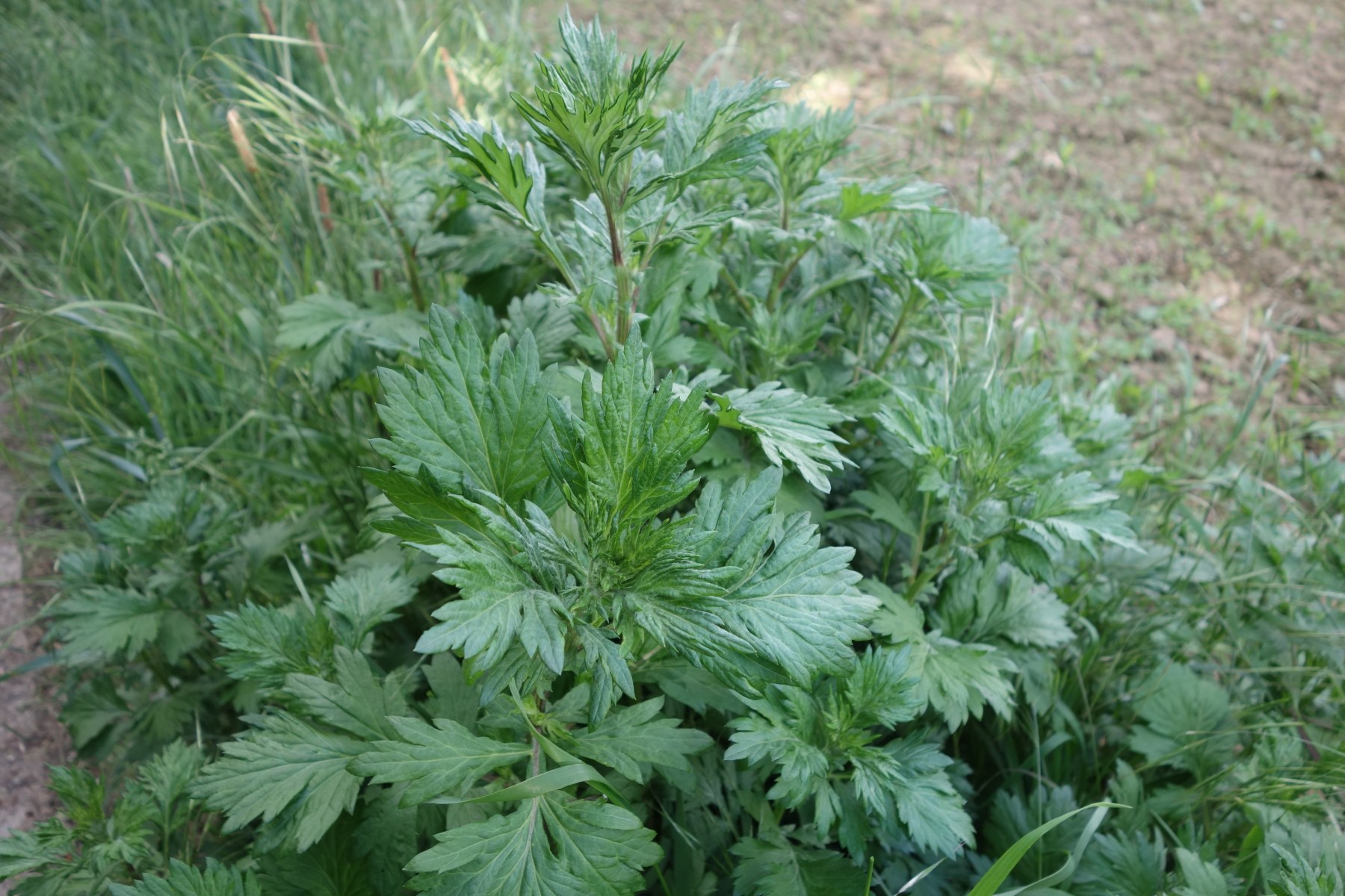 Beifuß (Artemisia vulg.)